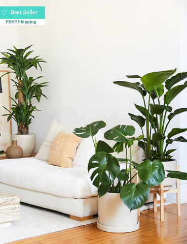 The Sill plants and planter shop